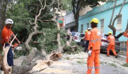 Pesquisa mostra como prever a queda de árvores em São Paulo