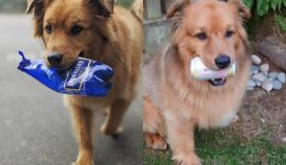 Cão recolhe lixo reciclável da rua e dinheiro é doado para resgate de animais
