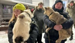 Voluntários enfrentam temperatura de -20ºC para salvar cachorros da morte