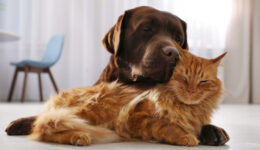 Cães e gatos também sofrem riscos com a dengue?