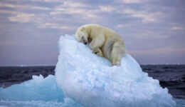 Urso polar dormindo em iceberg ganha concurso de Vida Selvagem do Ano