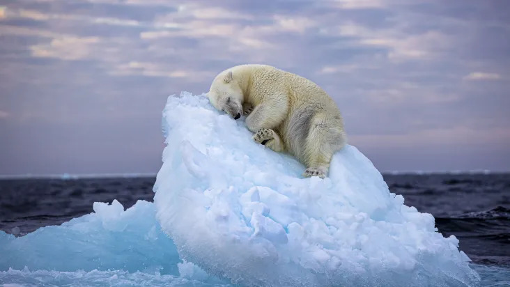 Urso polar dormindo em iceberg ganha concurso de Vida Selvagem do Ano