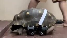 Brasileiro cria prótese de “skate” para jabuti que sofreu necrose
