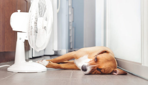 Calor: cuidados com os pets para evitar o sofrimento dos animais