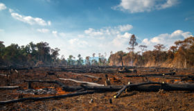 ONU: longe de reduzir o desmatamento, países não têm planos concretos