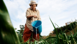 Edital do Labora financia trabalho digno para trabalhadores do campo, águas e florestas