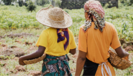 No campo, mulheres e negros são maioria no trabalho informal