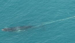 800 kg de cordas e boias são tirados de baleia que não conseguia nadar