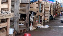 Instituto Ampara Animal e Prefeitura de SP realizam castrações no RS