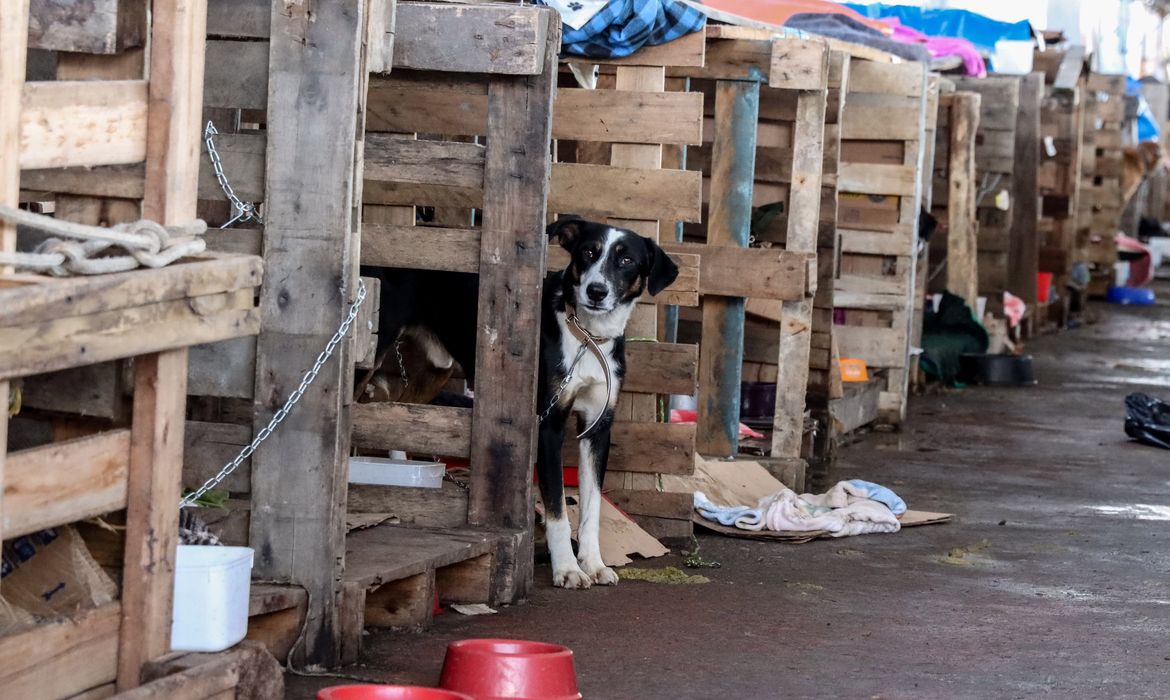 Instituto Ampara Animal e Prefeitura de SP realizam castrações no RS