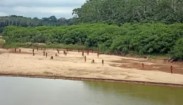 ONG filma o maior grupo indígena isolado do mundo e faz alerta