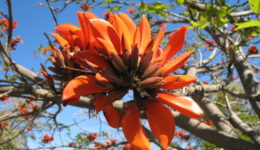 Botânicos mudarão nomes racistas de centenas de plantas