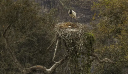 Guia ensina manejo de animais silvestres impactados pelo fogo no Pantanal