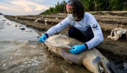 Seca no rio Amazonas: ONG precisa de voluntários para resgatar botos