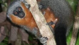 fernao-ferraz-1