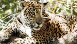 Onça-pintada ‘Gaia’ morre nos incêndios do Pantanal
