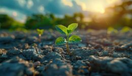 Rede Comuá lança edital do Programa Saberes 2025 para financiar projetos de soluções climáticas