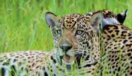 Onca-Itapira