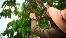 Campanha combate desmatamento na Amazônia e incentiva doações para o bioma