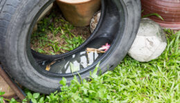 Used tyres potentially store stagnant water and mosquitoes breed