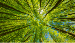Edital internacional premia iniciativas contra as mudanças climáticas