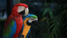 Edital do BTG promove programa para organizações focadas na conservação da biodiversidade
