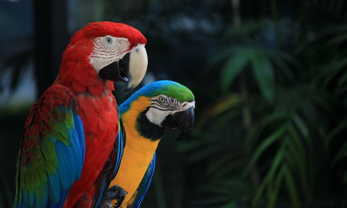 Edital do BTG promove programa para organizações focadas na conservação da biodiversidade