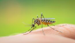 Dengue tipo 3: saiba por que ela preocupa autoridades de saúde