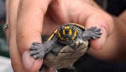 Projeto realiza soltura de quase 5 mil filhotes de tracajás no Amazonas