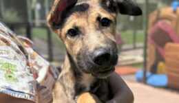 Shopping ABC realiza evento de adoção de cães e gatos, neste sábado (22)