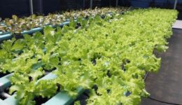Iniciativa utiliza agricultura urbana para promover inclusão social e capacitação profissional