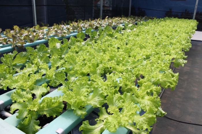 Iniciativa utiliza agricultura urbana para promover inclusão social e capacitação profissional