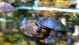 Ciência e saberes tradicionais se unem para proteger das tartarugas, tracajás, iaçás e outras espécies de quelônios da Amazônia