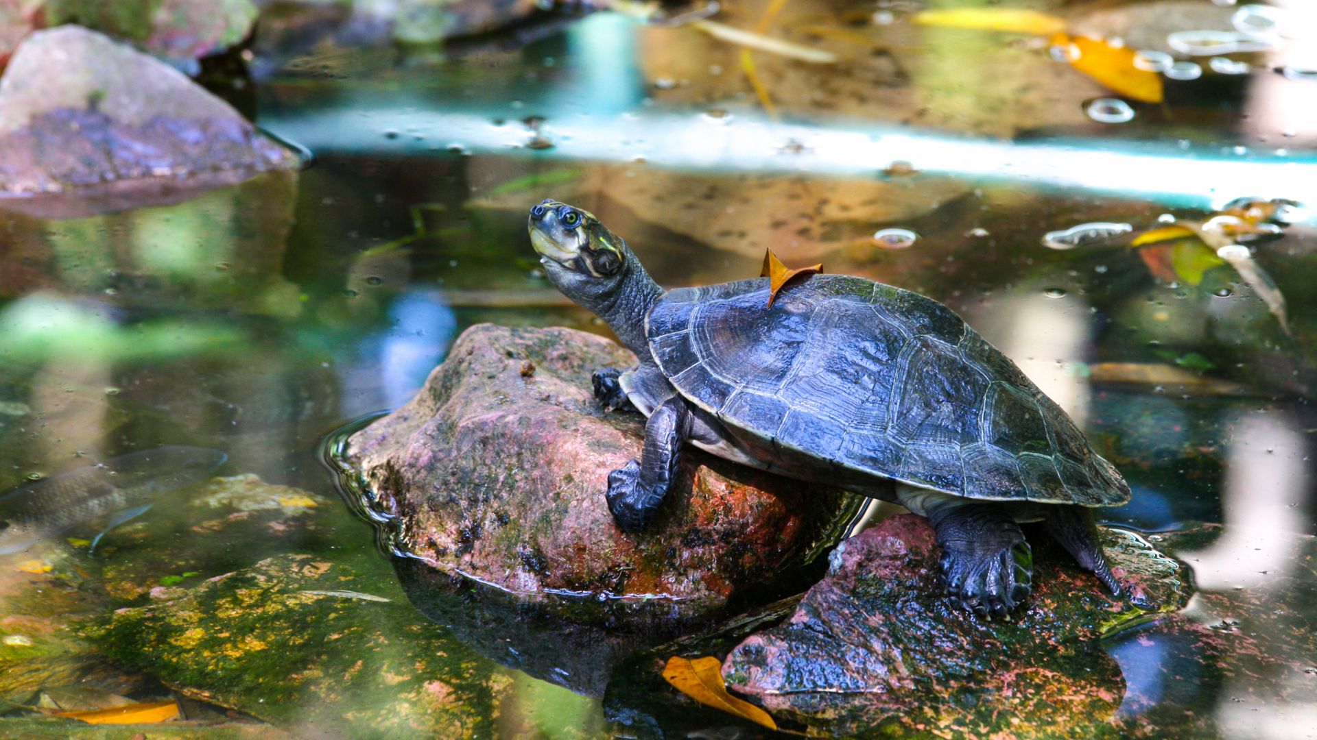 Ciência e saberes tradicionais se unem para proteger das tartarugas, tracajás, iaçás e outras espécies de quelônios da Amazônia