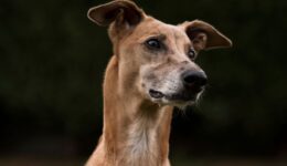 Abril Laranja: conheça 5 organizações que lutam pelo bem-estar animal