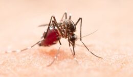 Especialistas debatem dengue e mudanças climáticas no programa ‘Brasil ODS’