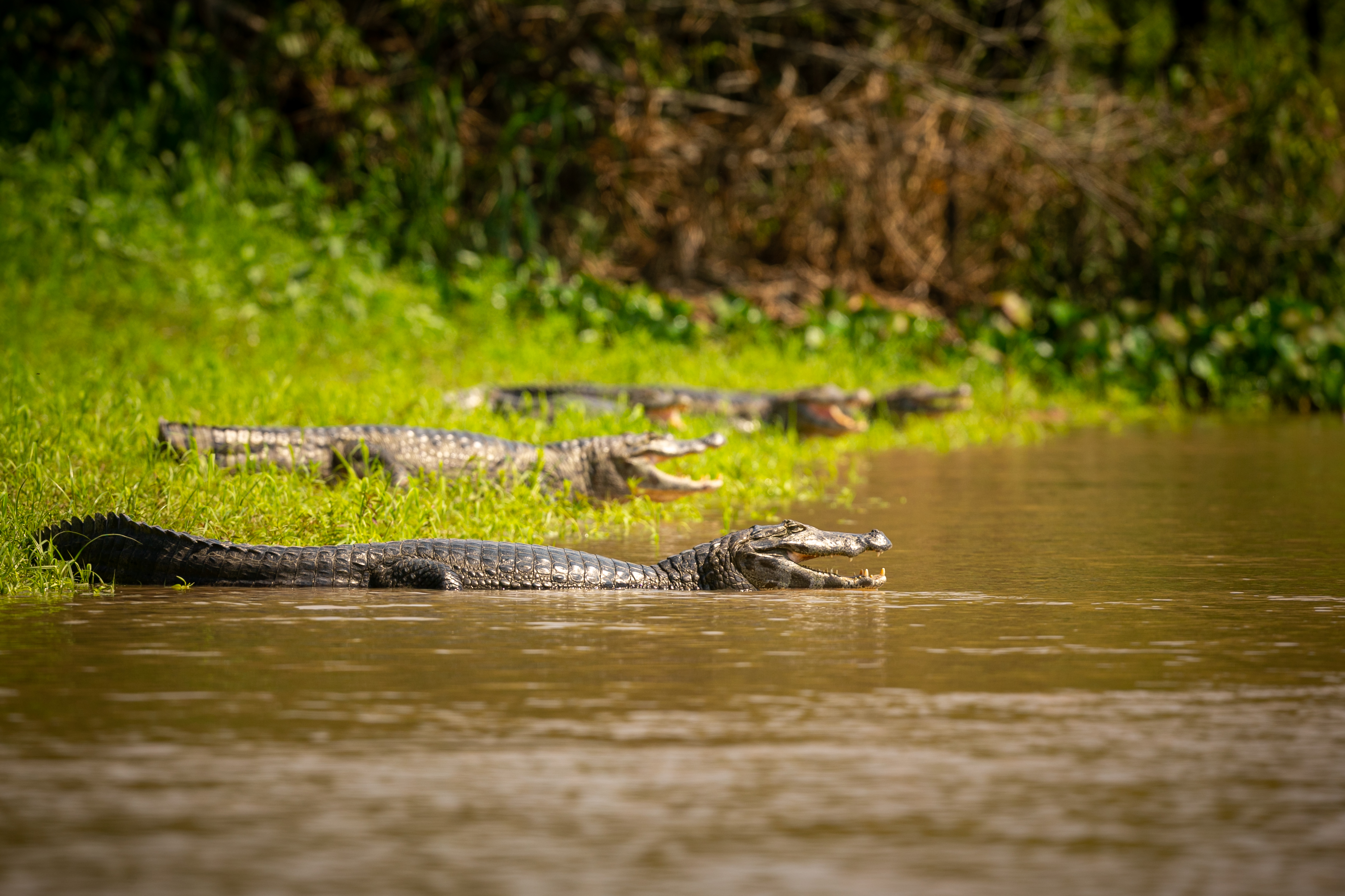 Edital seleciona organização para executar ações de conservação no Pantanal com apoio de até R$ 33 milhões