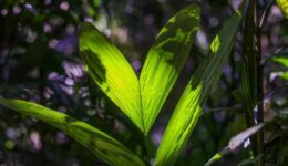 Edital fortalece projetos de restauração ecológica e produtiva na Amazônia