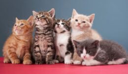 Confraria dos Miados e Latidos lança campanha para nova sede e amplia resgates de gatos abandonados