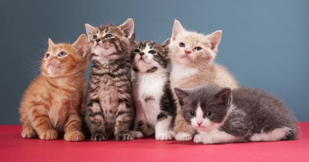 Confraria dos Miados e Latidos lança campanha para nova sede e amplia resgates de gatos abandonados