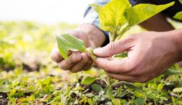 Fundo Socioambiental CAIXA lança edital para projetos de agricultura familiar sustentável