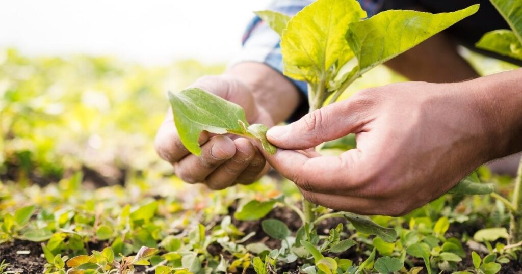 Fundo Socioambiental CAIXA lança edital para projetos de agricultura familiar sustentável