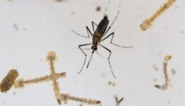 Unicamp desenvolve partícula biodegradável que elimina larvas do mosquito da dengue