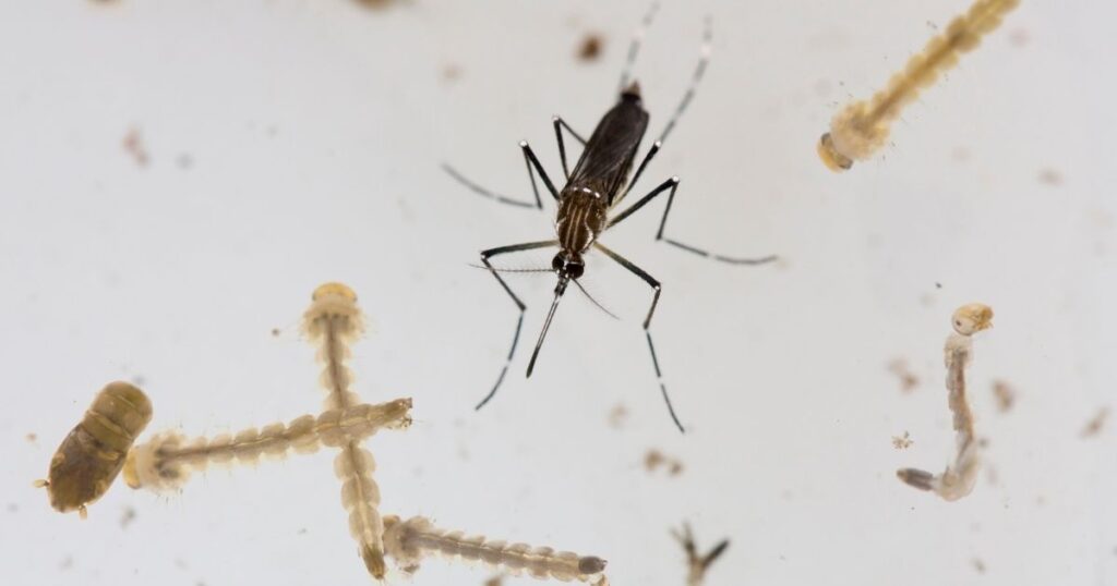 Unicamp desenvolve partícula biodegradável que elimina larvas do mosquito da dengue