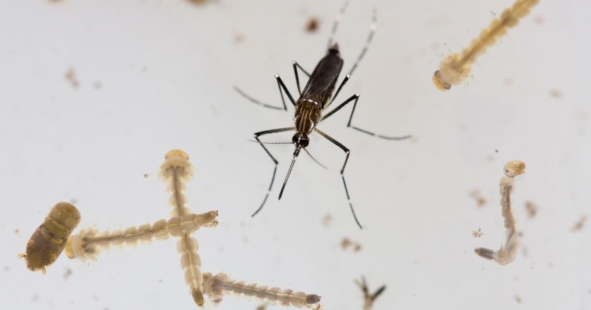 Unicamp desenvolve partícula biodegradável que elimina larvas do mosquito da dengue