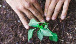 Iniciativa da RHI Magnesita promove restauração ambiental no setor logístico