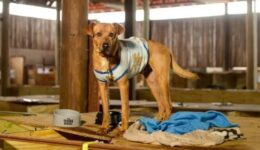 Instituto Ampara Animal celebra 15 anos de atuação na defesa dos direitos dos animais