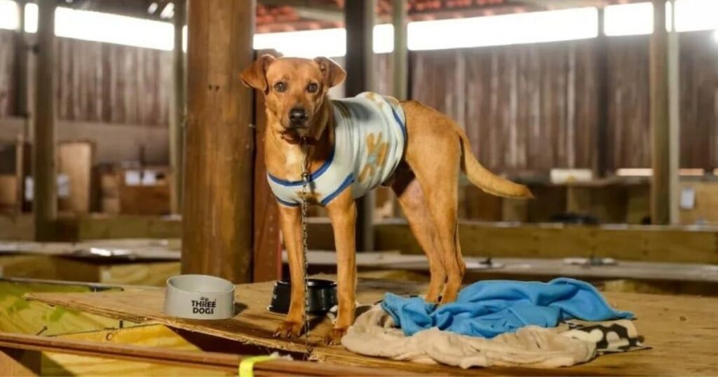 Instituto Ampara Animal celebra 15 anos de atuação na defesa dos direitos dos animais