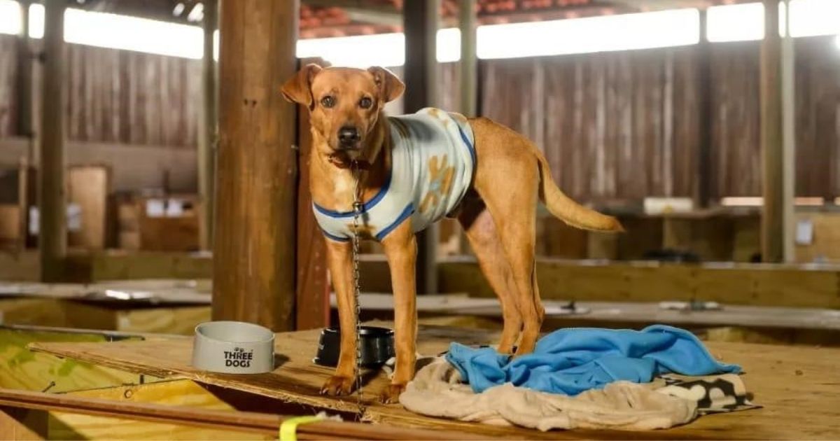 Instituto Ampara Animal celebra 15 anos de atuação na defesa dos direitos dos animais