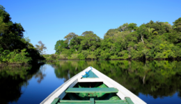 Dia da Amazônia: organizações reforçam compromisso com a floresta e seus povos